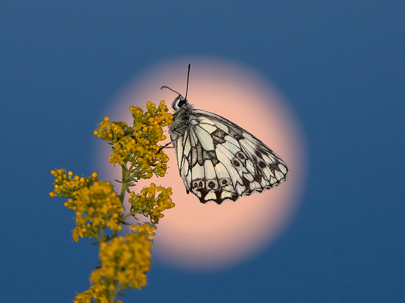 UK19 471 Marbled White (Melanargia Galathea) And Full Moon, Barbury Castle, Wiltshire © Robert Harvey Www.Naturalworldphotography.Net