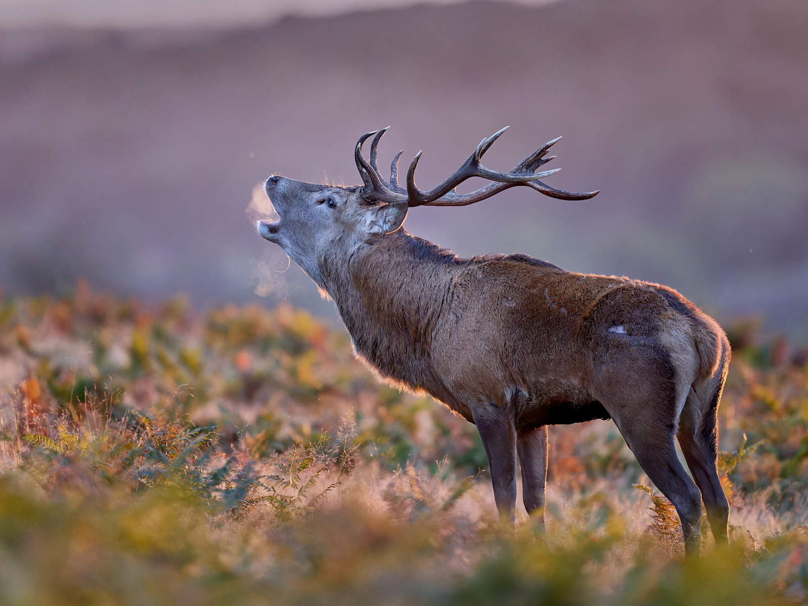 Greg Lovett Red Deer Stag At Sunset