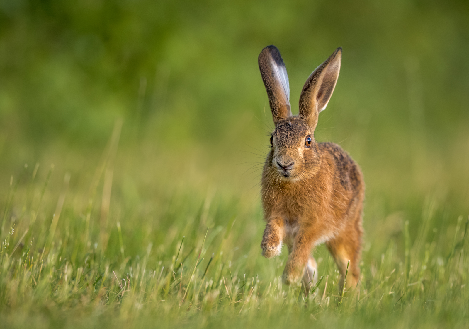 Leveret