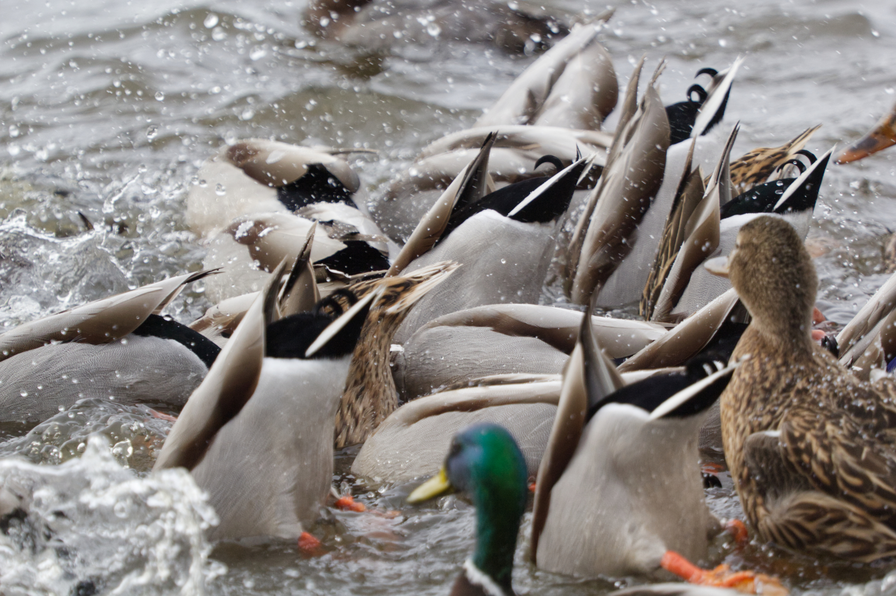 Bottoms Up At Feeding Time By Jane Osborne
