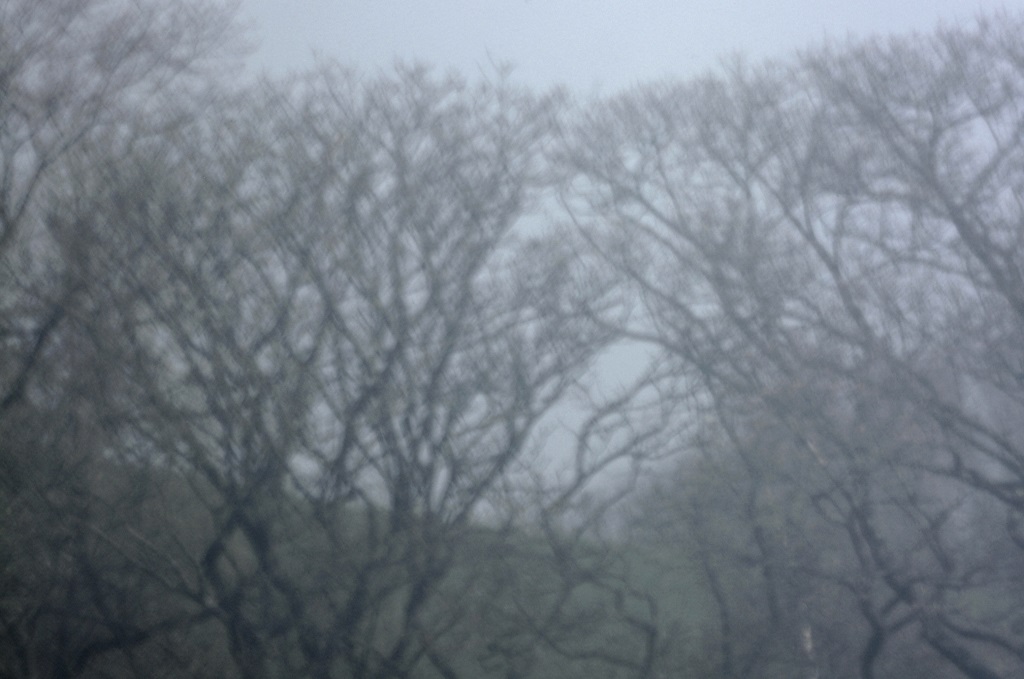 Trees At A Distance