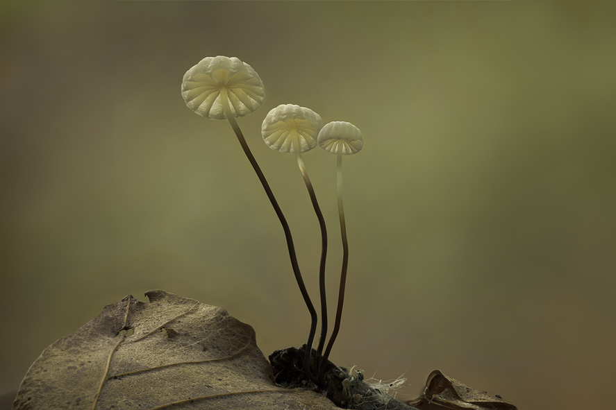 Parachute fungus