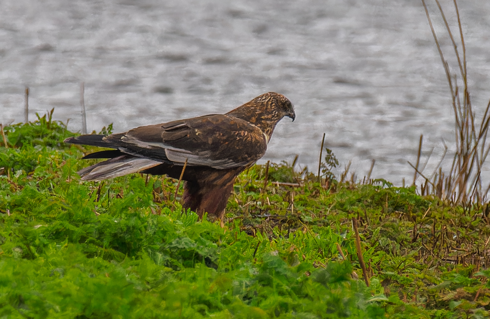 Blacktoft Sands 07