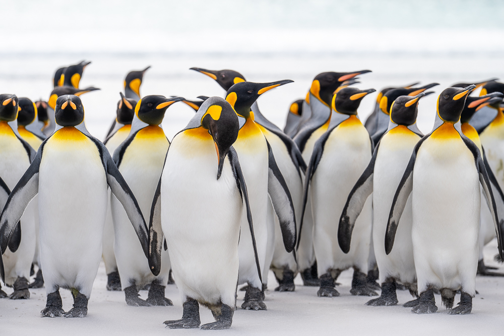 King Penguins (Aptenodytes Patagonicus), Volunteer Point, The Falkland Islands by Thomas Andy Branson