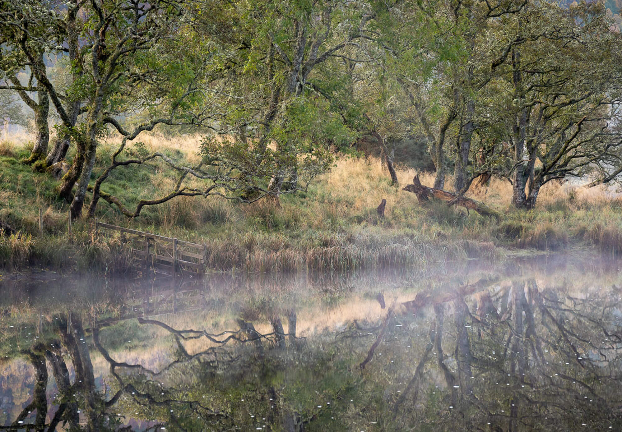 David G Jones (#501393)