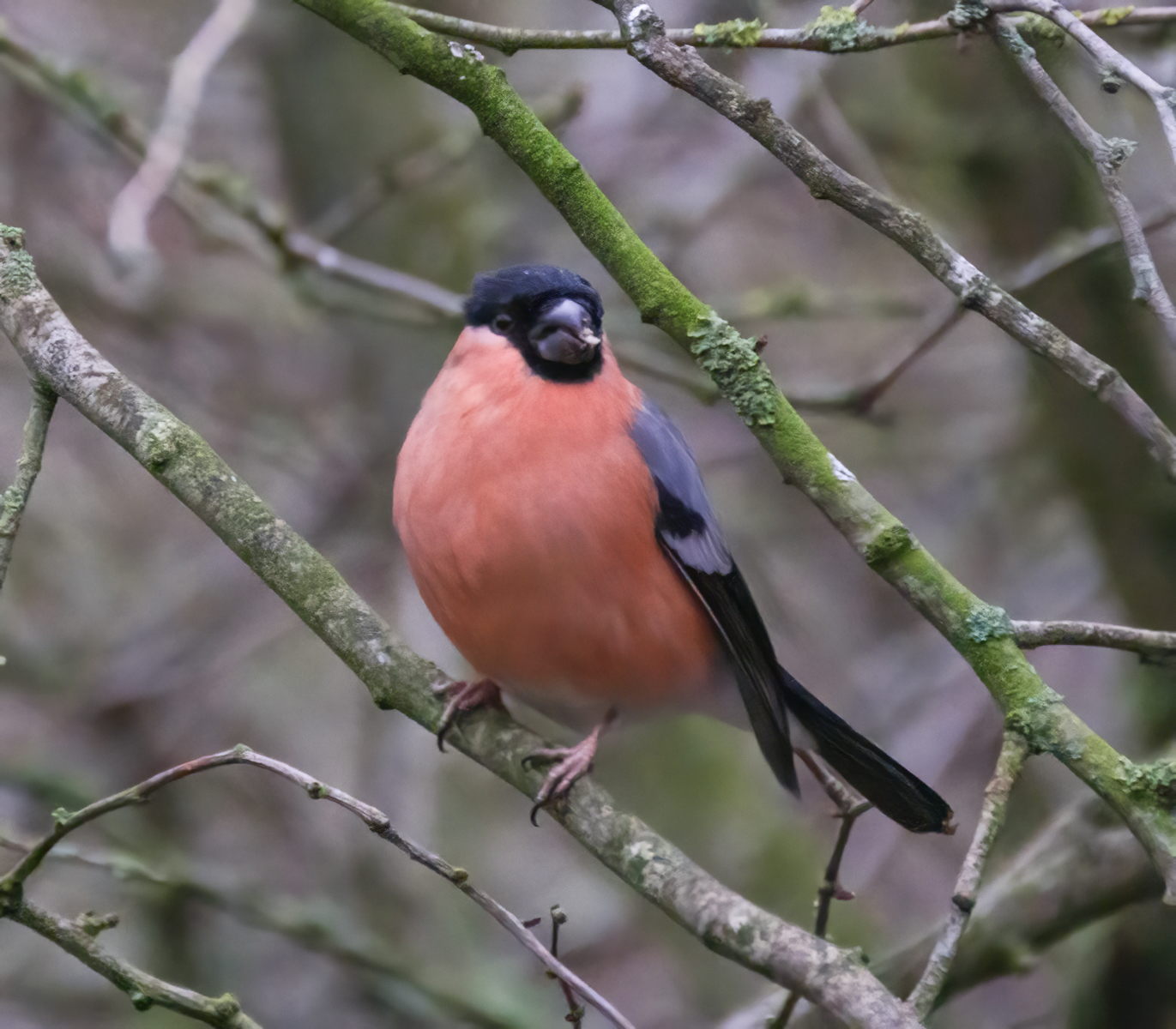 Summer Leys Garden Birds10