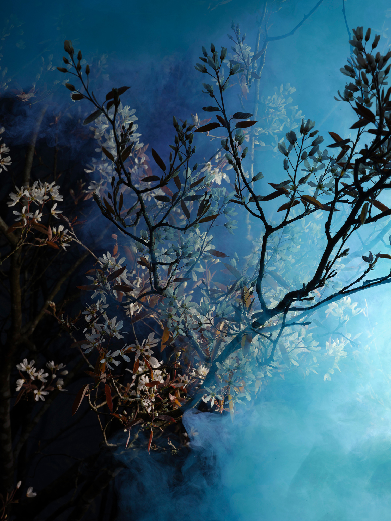 Davies_Lottie_Experiment #4