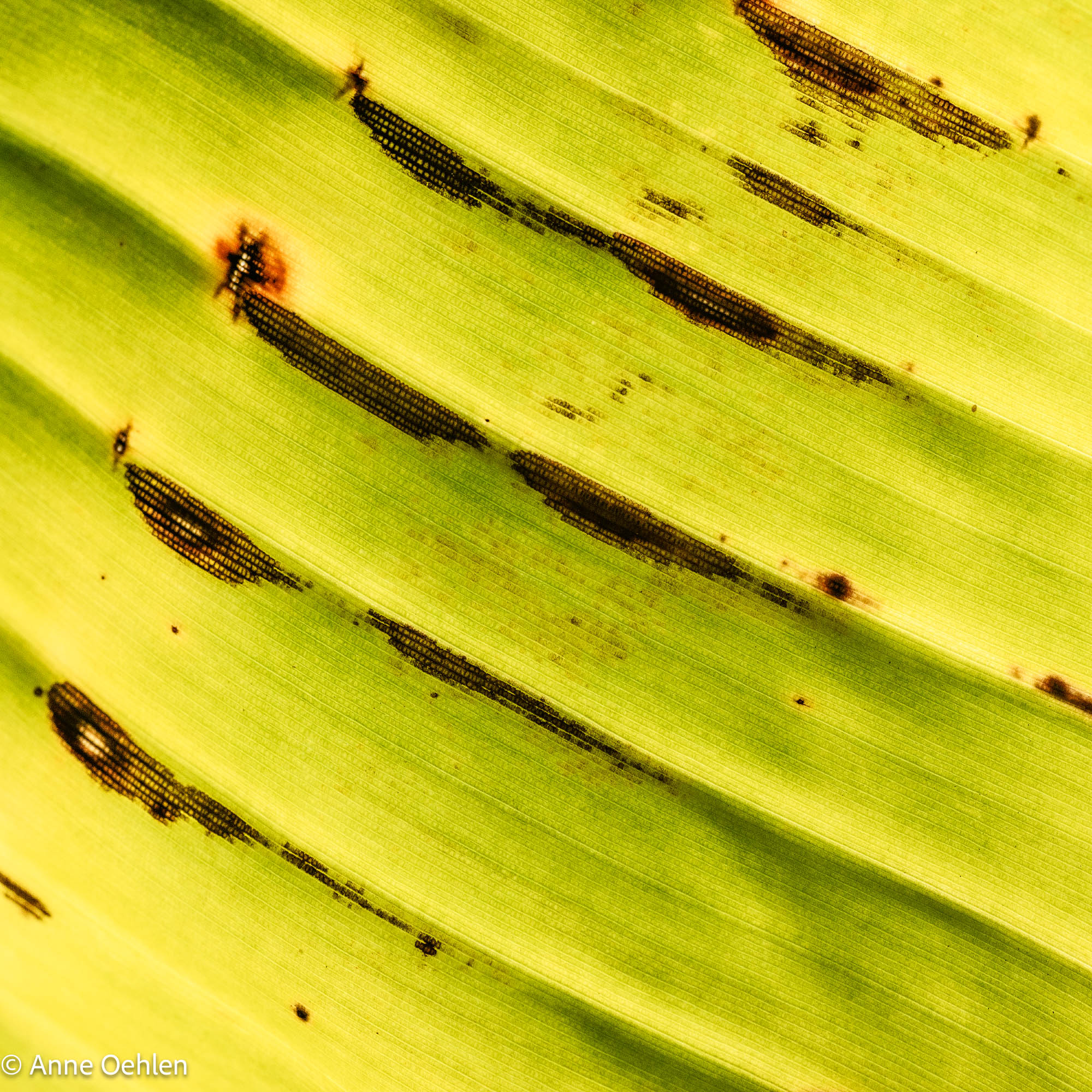 NL Anne Oehlen 03 Utrecht Botanical Gardens