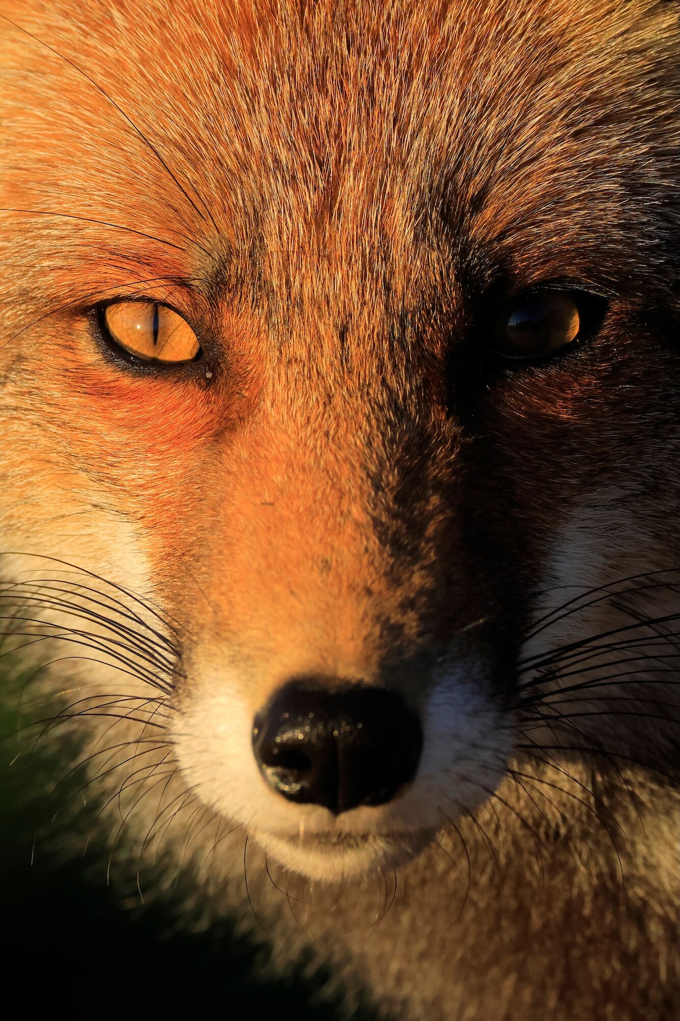 'Red Fox' By Andres Luis Domínguez Blanco