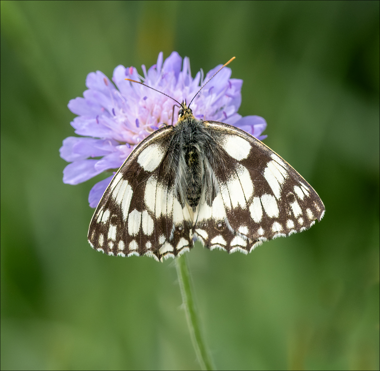 Marbled White By David Barrett LRPS