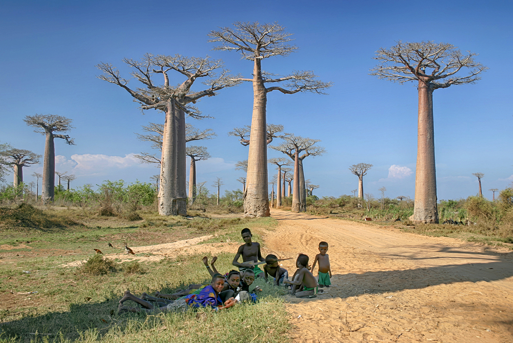 Avenue Of The Baobabs Morondava Madagascar Rob Morgan ARPS