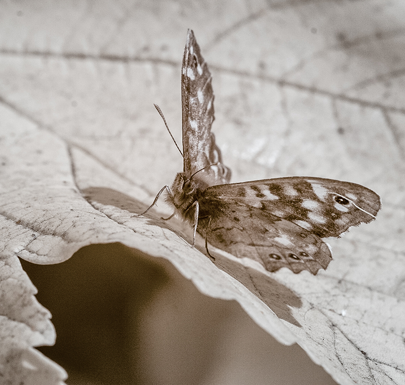 20180615 IMG 5222 1 Butterfly IR Cs V02