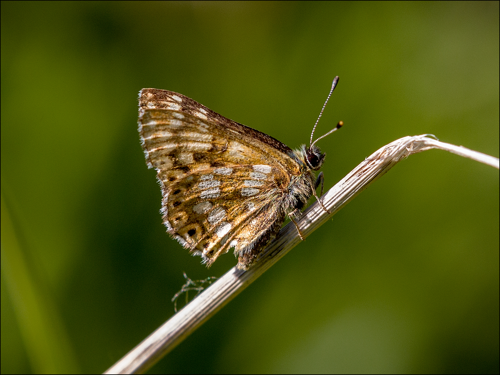 01 Duke Of Burgundy