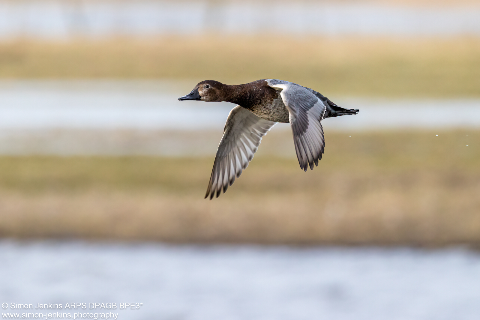 Female Pochard In Flight By Simon Jenkins