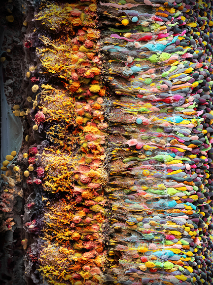 © Micronaut Retina Ccina010nr3 BIG