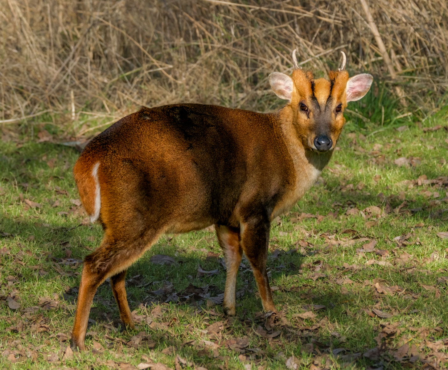 Stanwick Away From Water 12