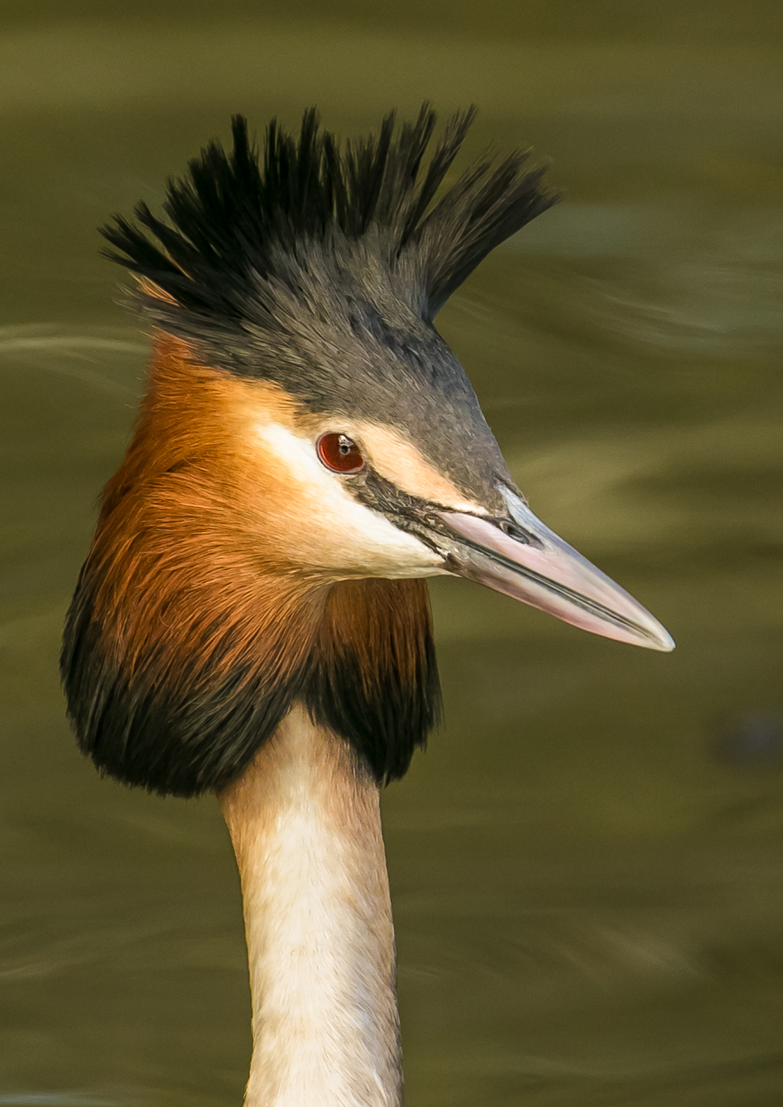 1 Grebe Portrait