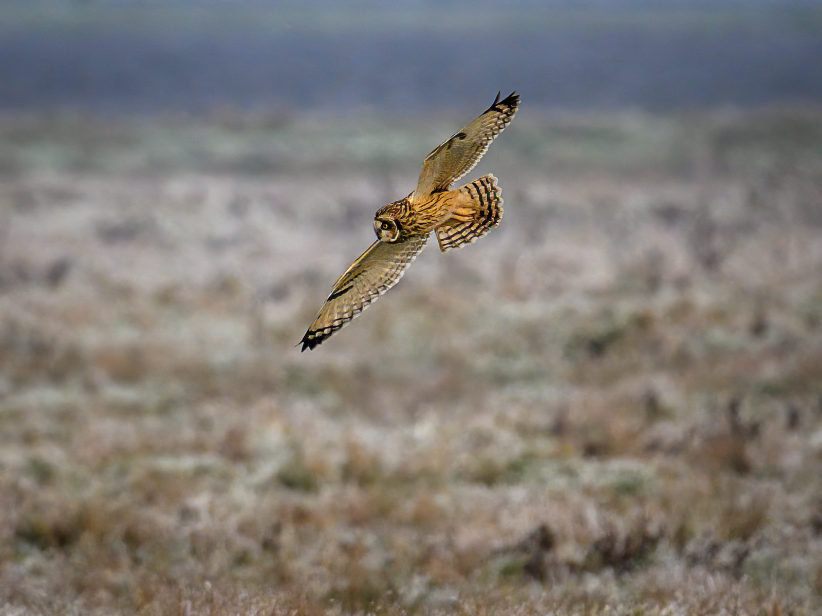 Short Eared Owl By John Kirkelionis