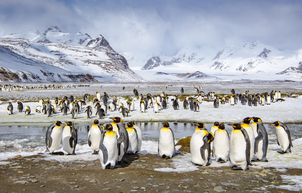 Salisbury Plain South Georgia 