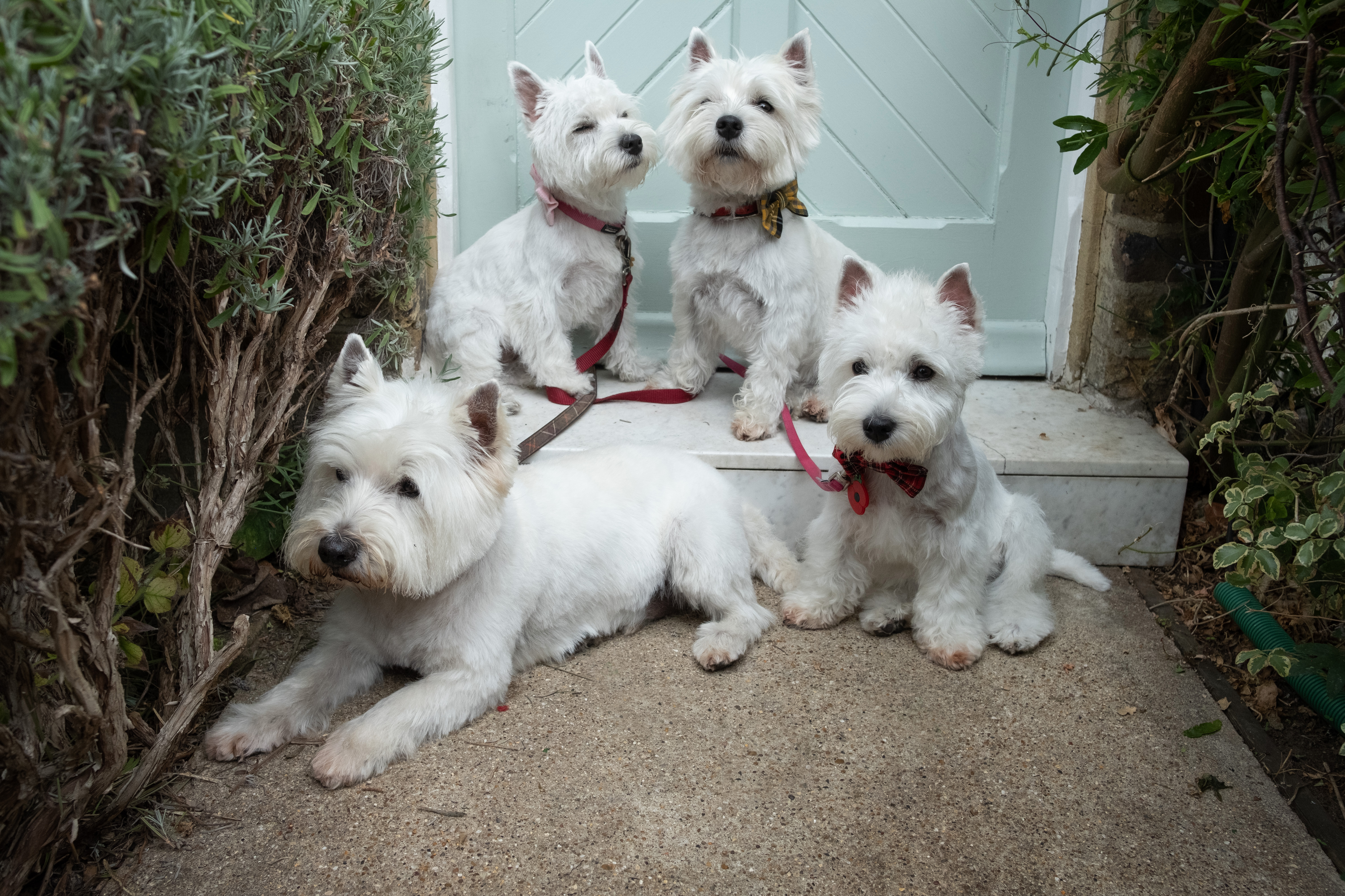 Dogs with charm. Martin’s Westies