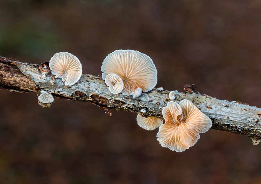 08 Schizophyllum Commune Splitgill