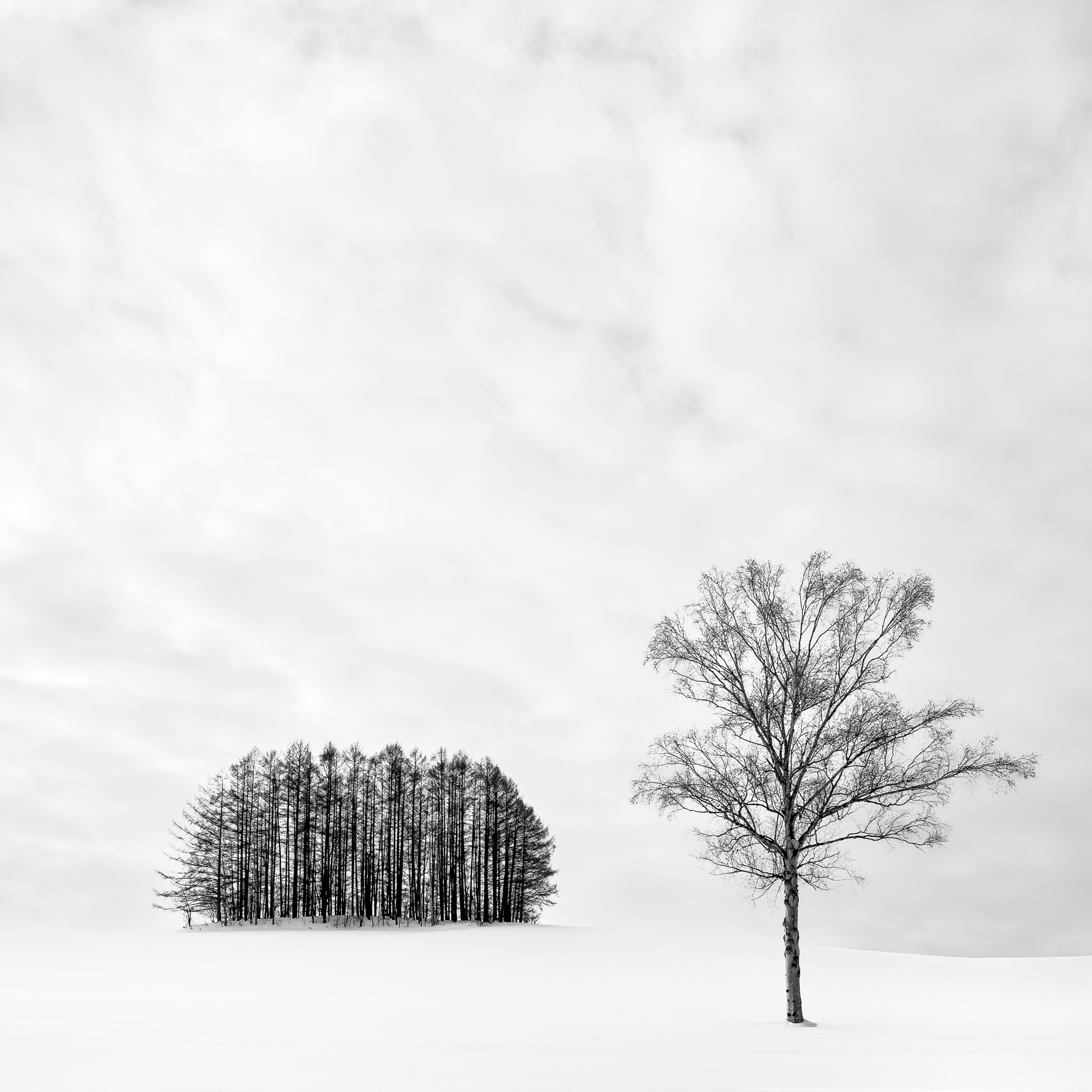 Lone Tree At Mita Copse Rosemary Wilman Honfrps