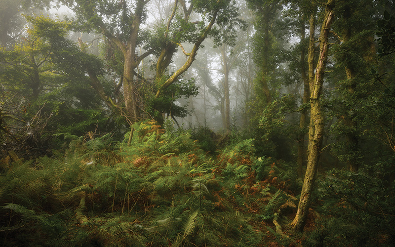 09 September Bodyguard By David Rippin