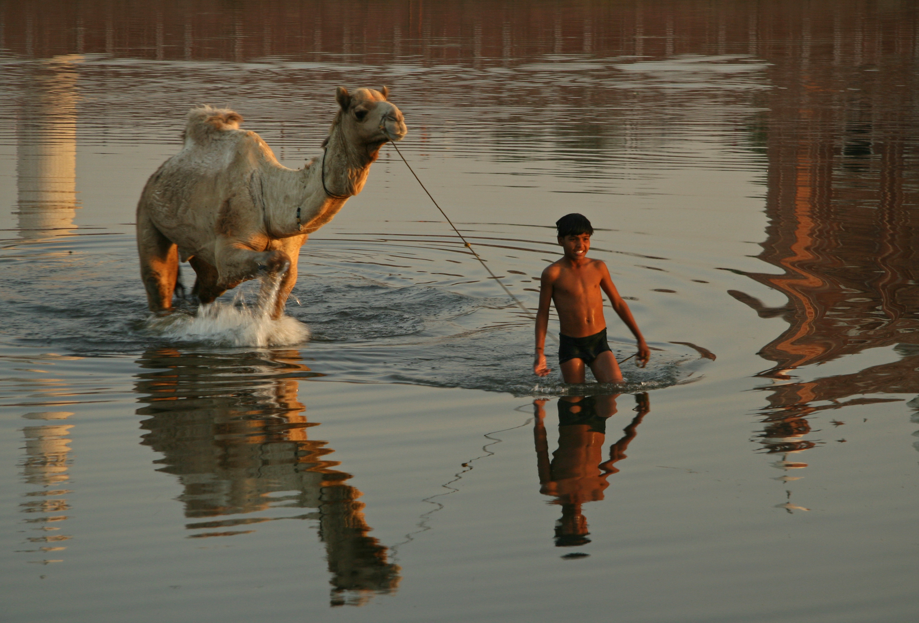BOY And His CAMEL
