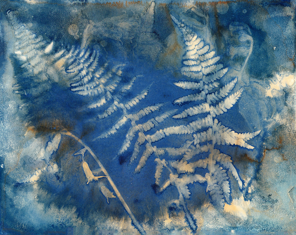 Woodland Scene Sue Searle