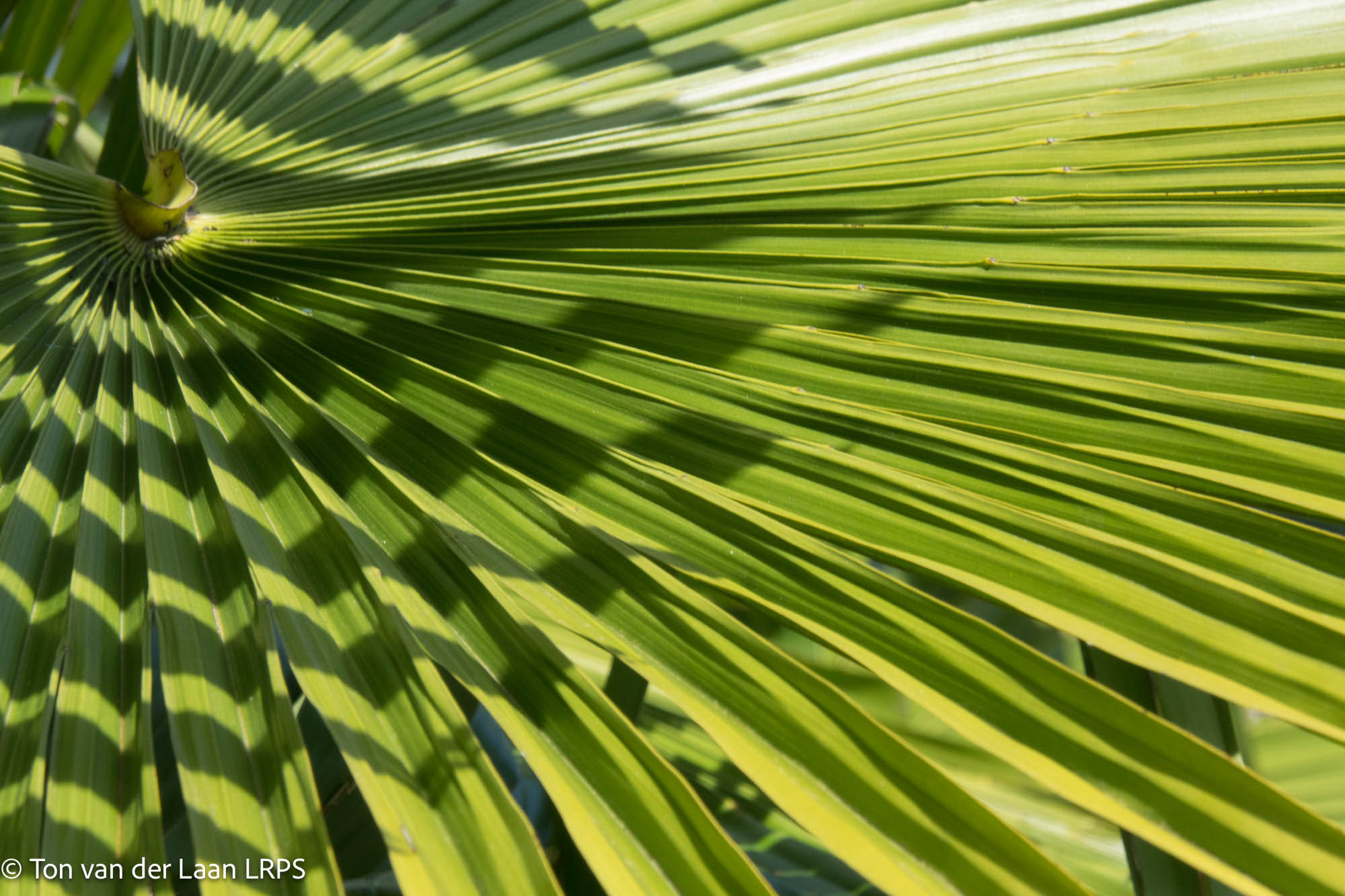NL Ton Van Der Laan LRPS 02 Fan