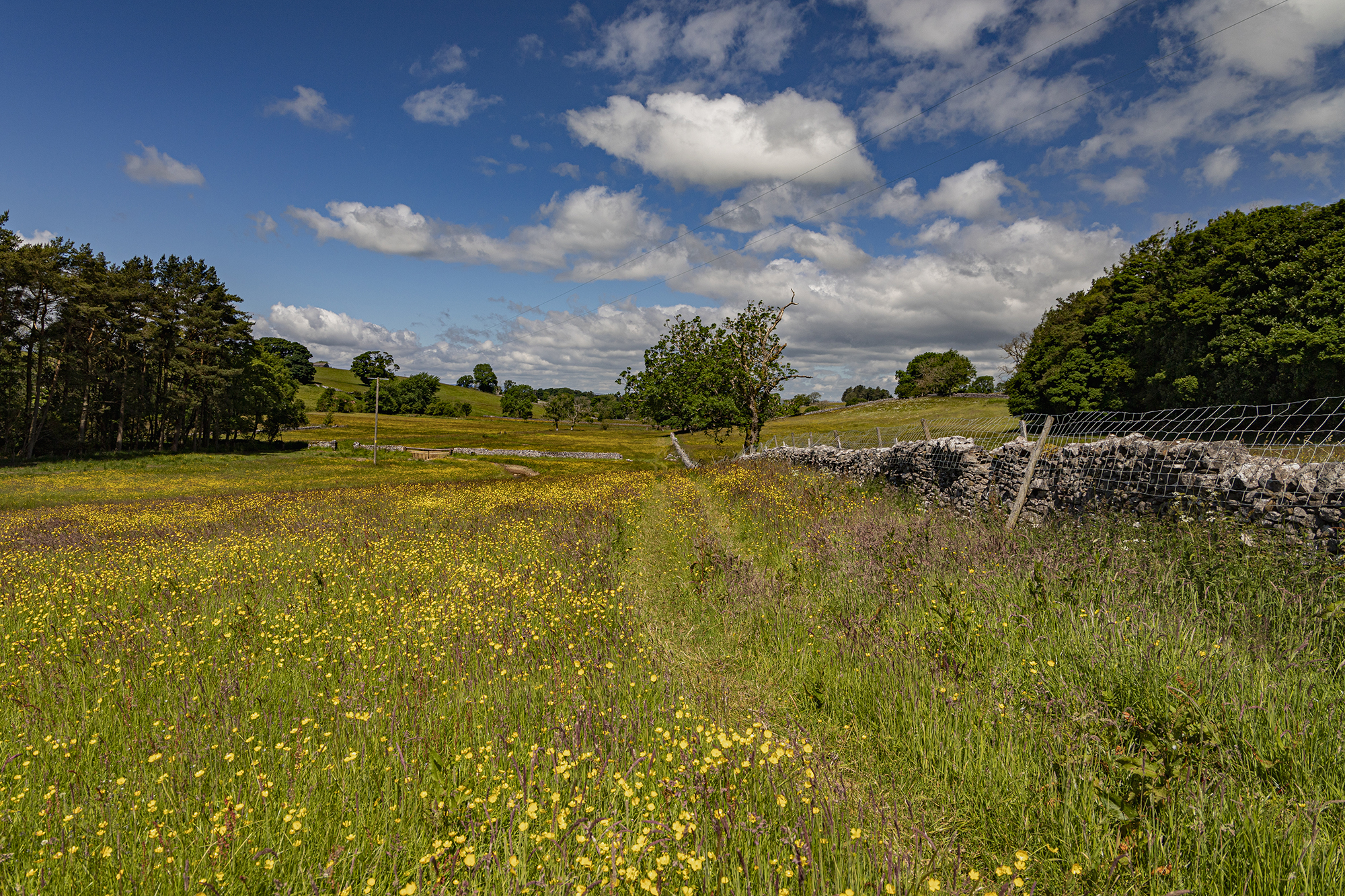 5578578 Evelynne Rogers Bowber Head Herbie Meadows