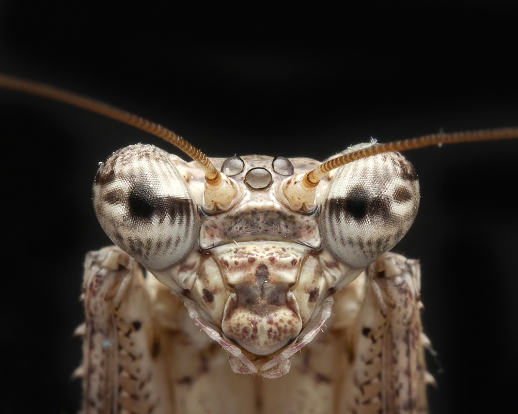 3044221 33 Shortlisted The Alien By Amrutha V M