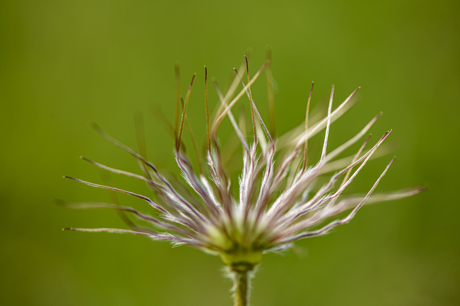 Pasqueflower Seed Head By Gordon Brown