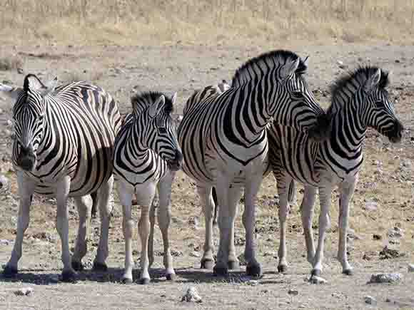 Etosha National Park Namibia