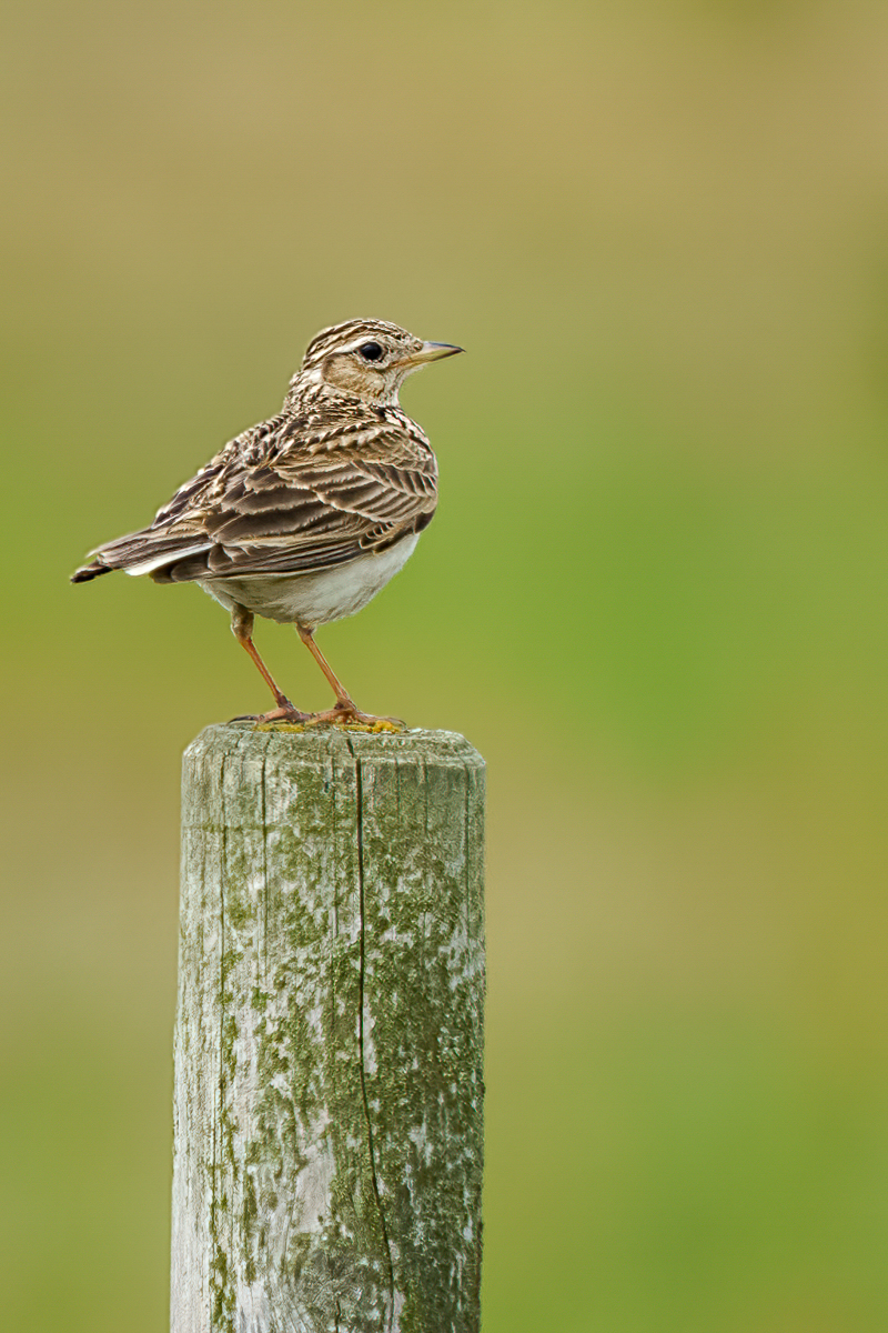 18 Skylark By Nick Bowman (1 Of 1)