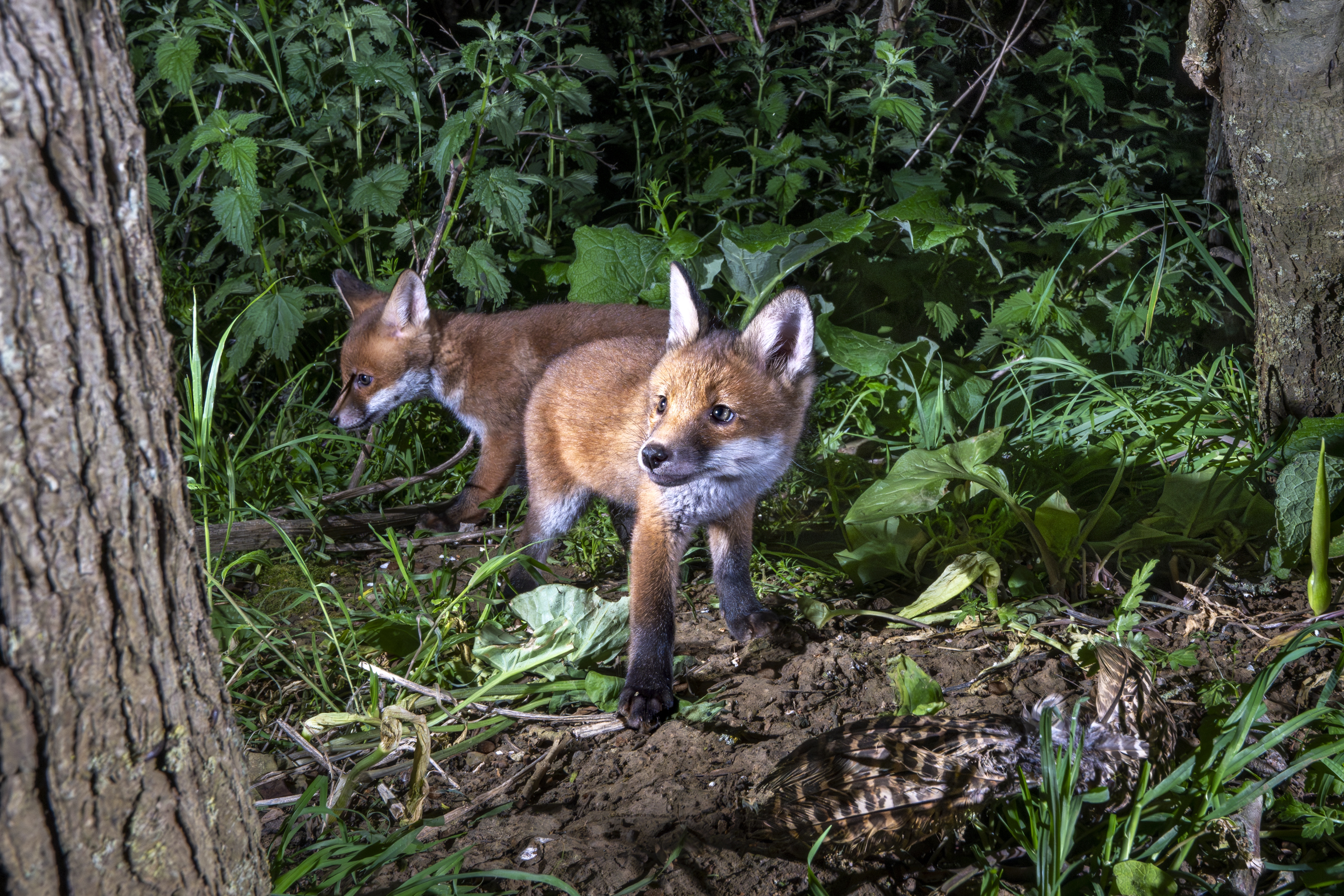 Fox Cubs