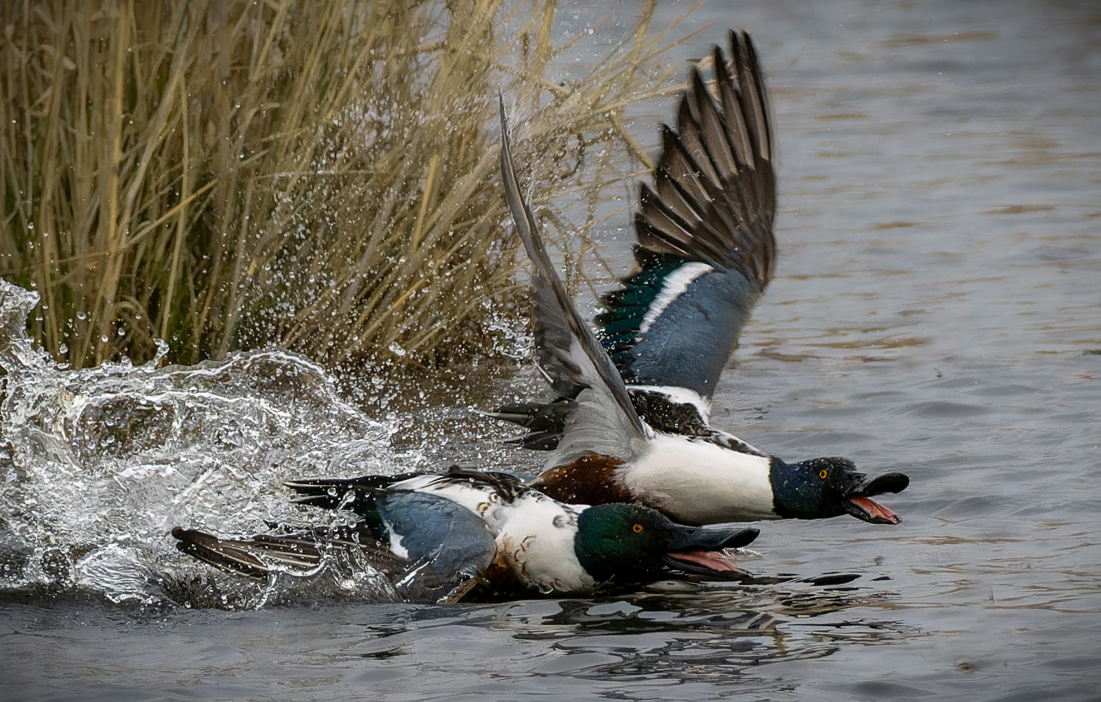 Shovellers By Jeremy Schindler