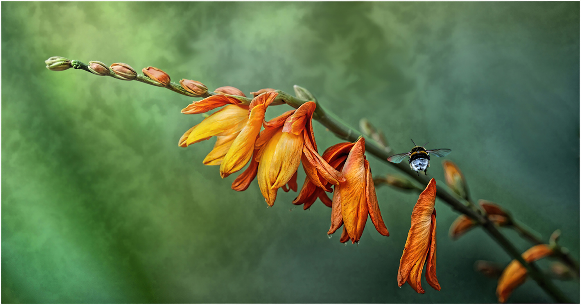 John Slater ARPS Bumble Bee Flying Onto Flowers