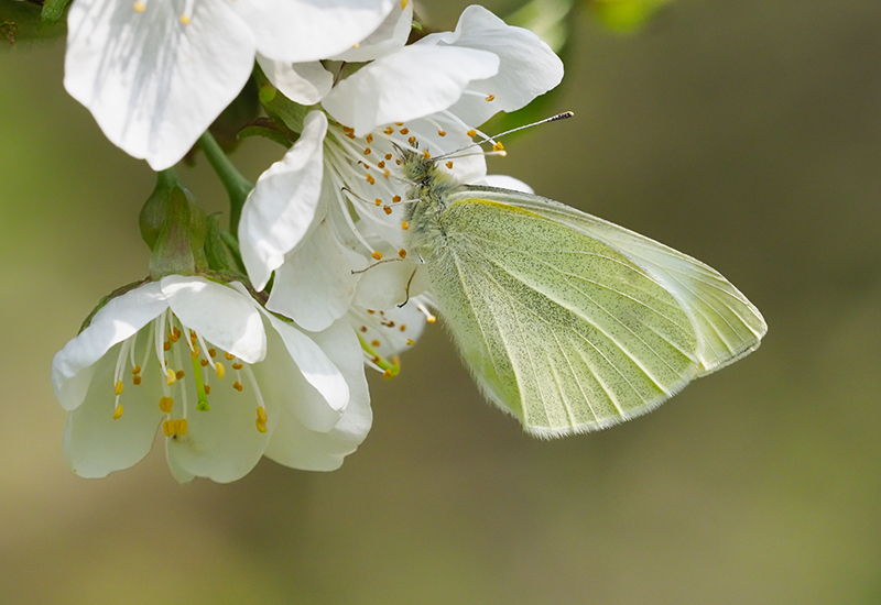 800X550 Small White Butterfly