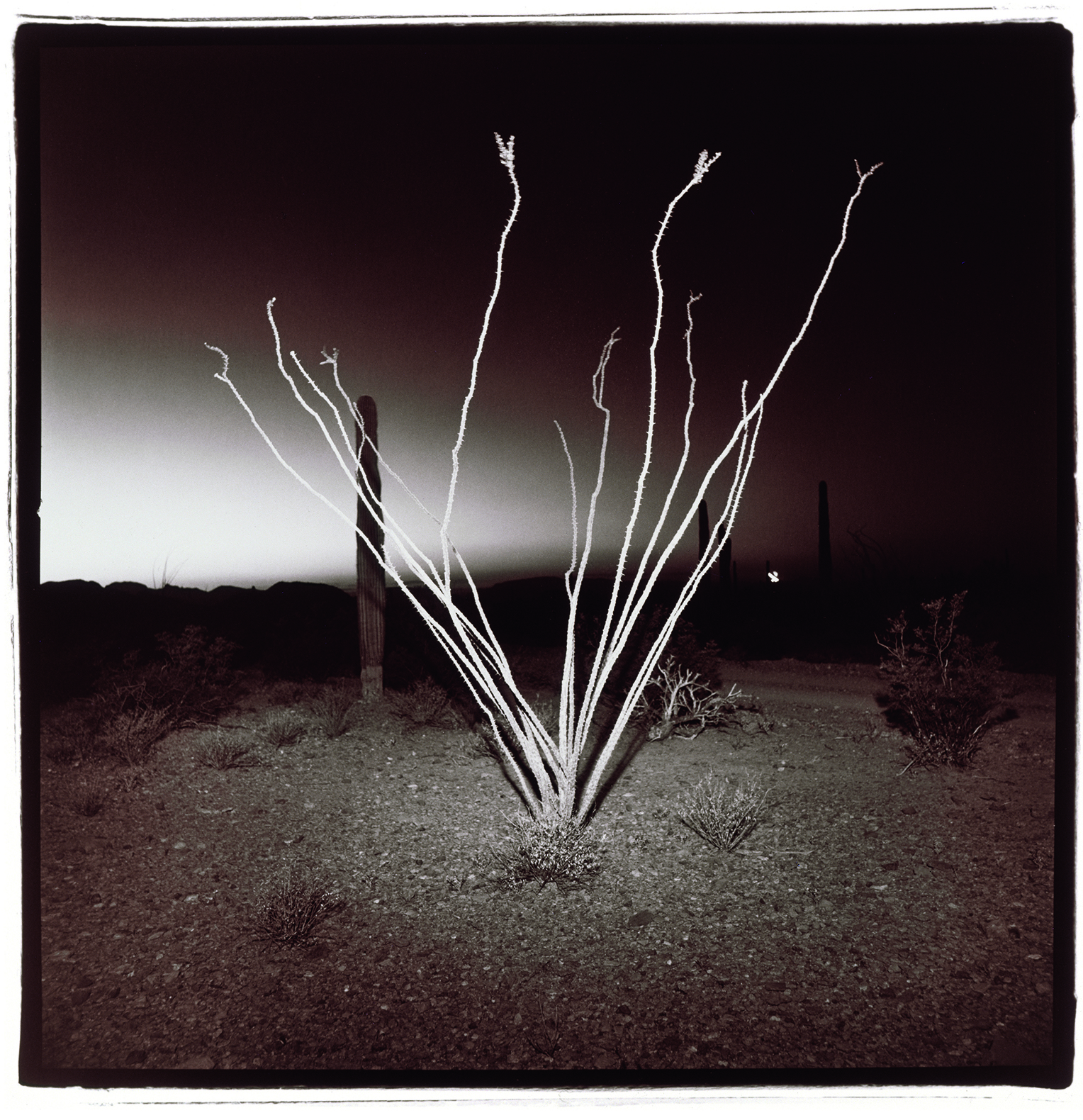 V3 1 Untitled (Ocotillo), 1975