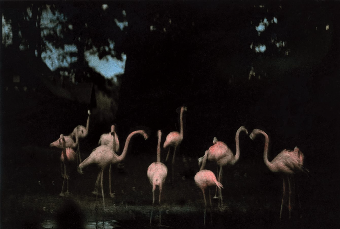 FLAMINGO FANDANGO (WEST BERLIN) (PAINTED), 1988 Ming Smith Honfrps Low Res