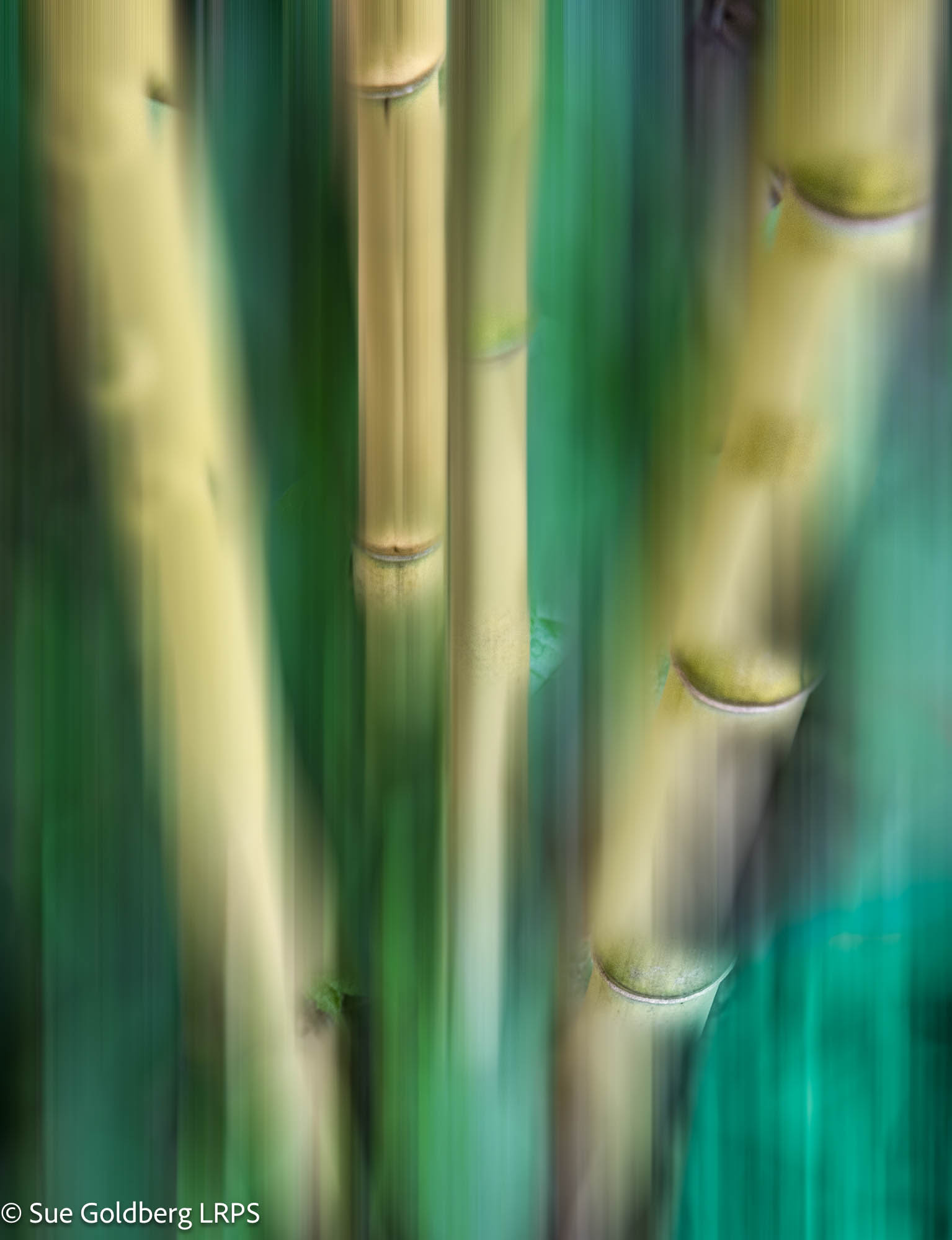 NL Sue Goldberg LRPS 01 Bamboo