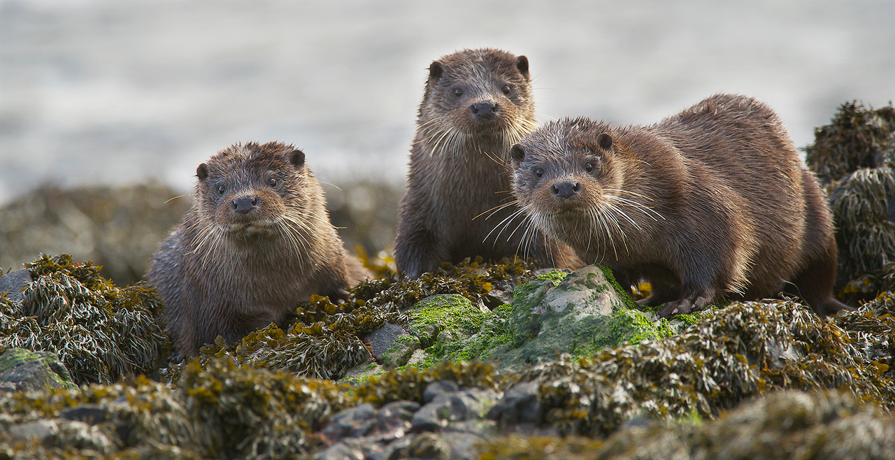 Mick Durham FRPS Otter Family