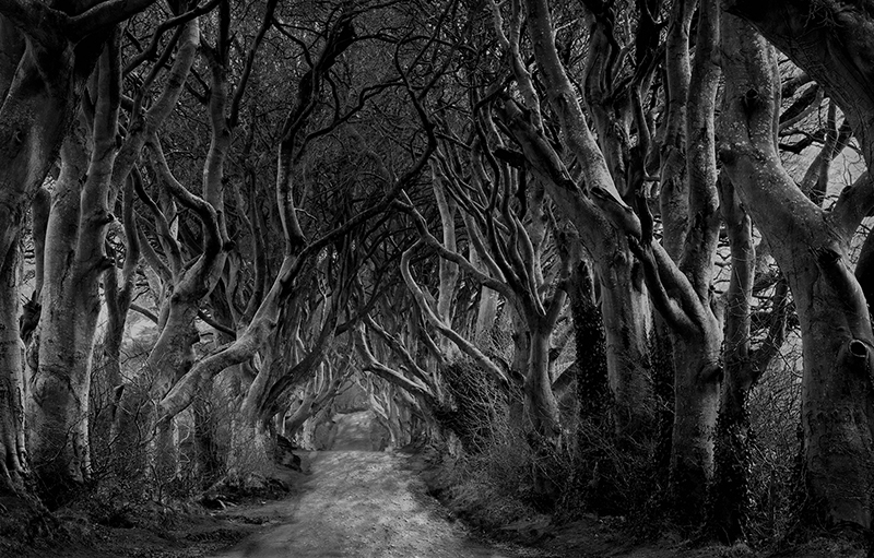 Dark Hedges