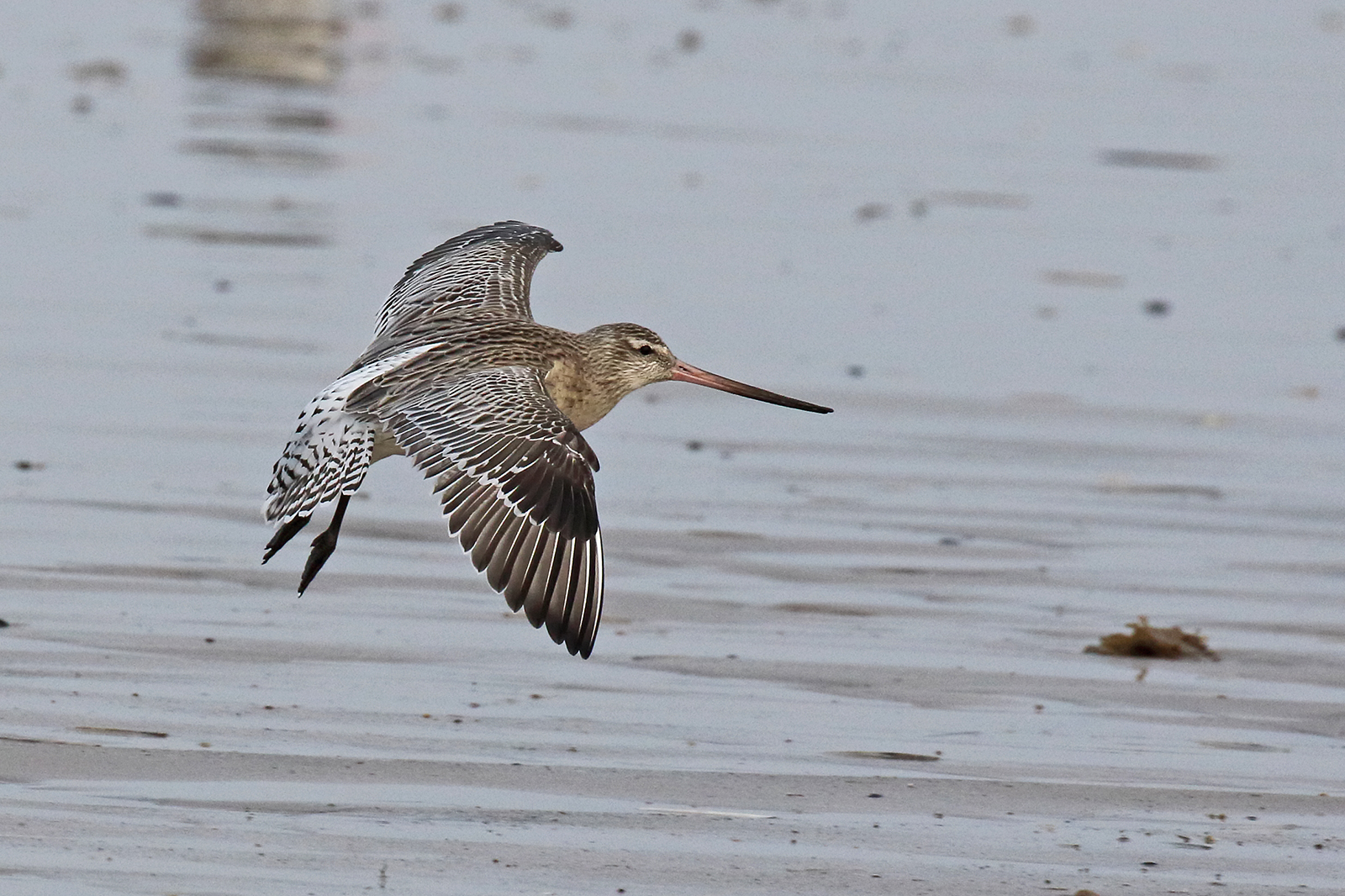 Bar Tailed Godwit