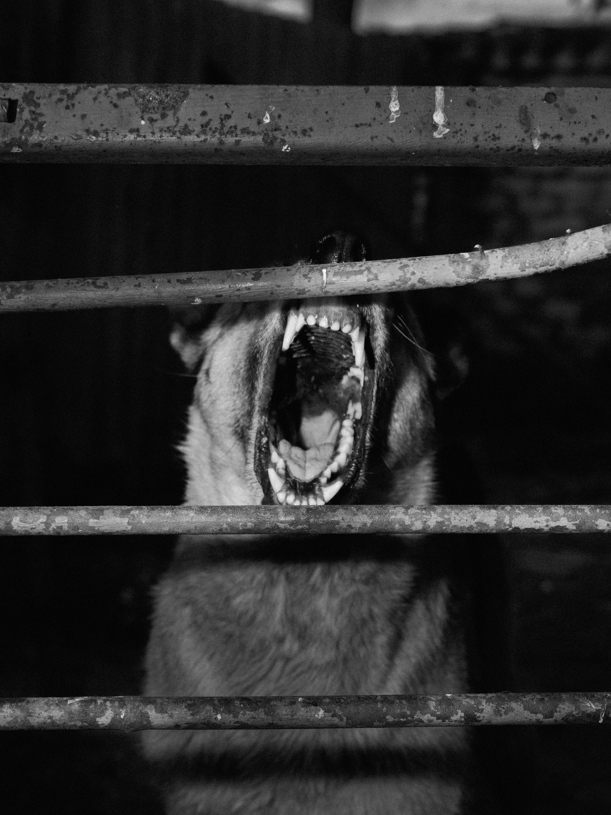 Aria Shahrokhshahi Cry 'Havoc!', And Let Slip The Dogs Of War. Kyiv, Ukraine, 2022