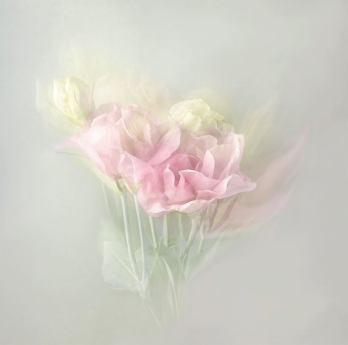 Lovely Lisianthus By Hilary Bailey LRPS CPAGB