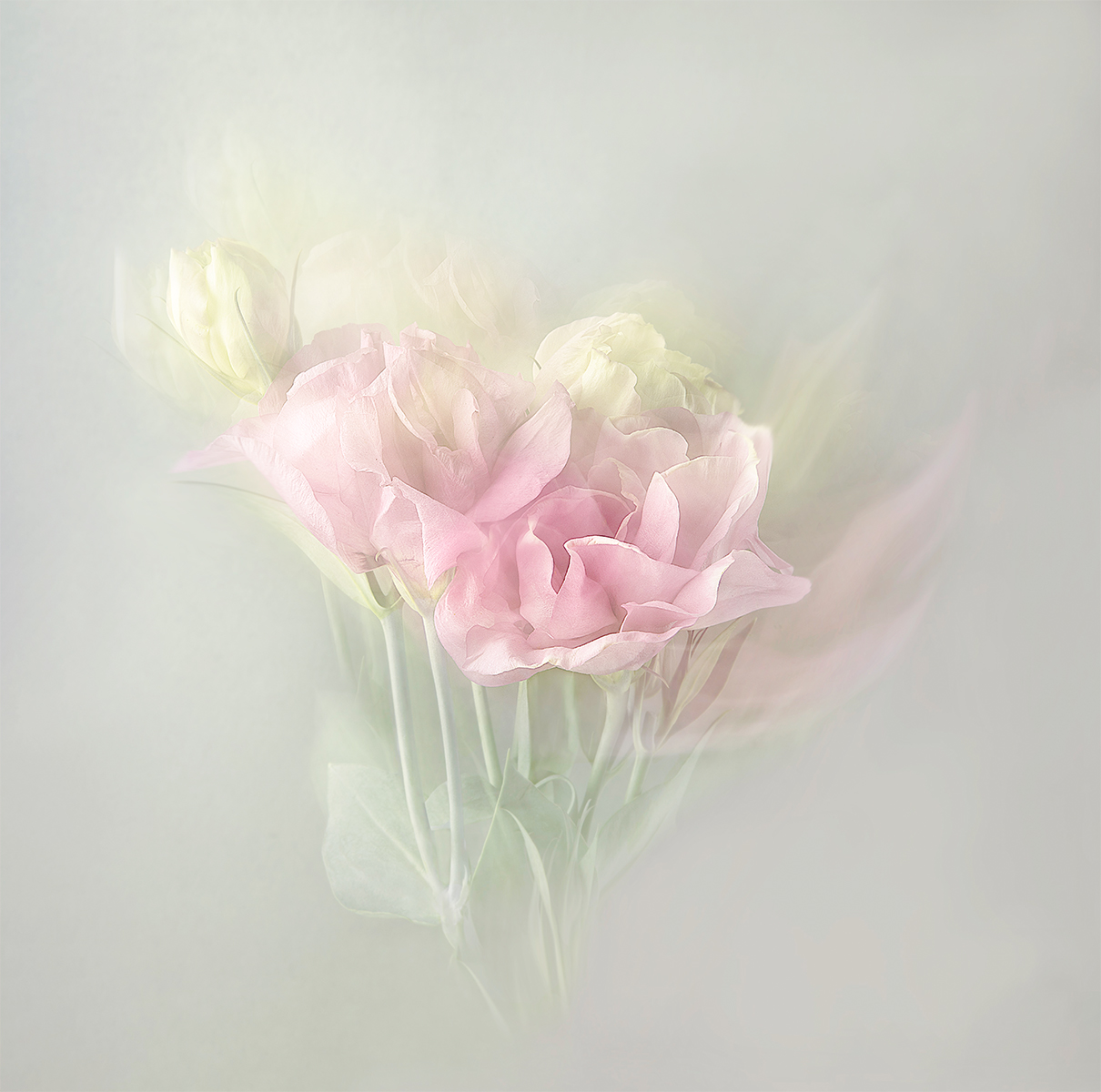 Lovely Lisianthus by Hilary Bailey LRPS CPAGB