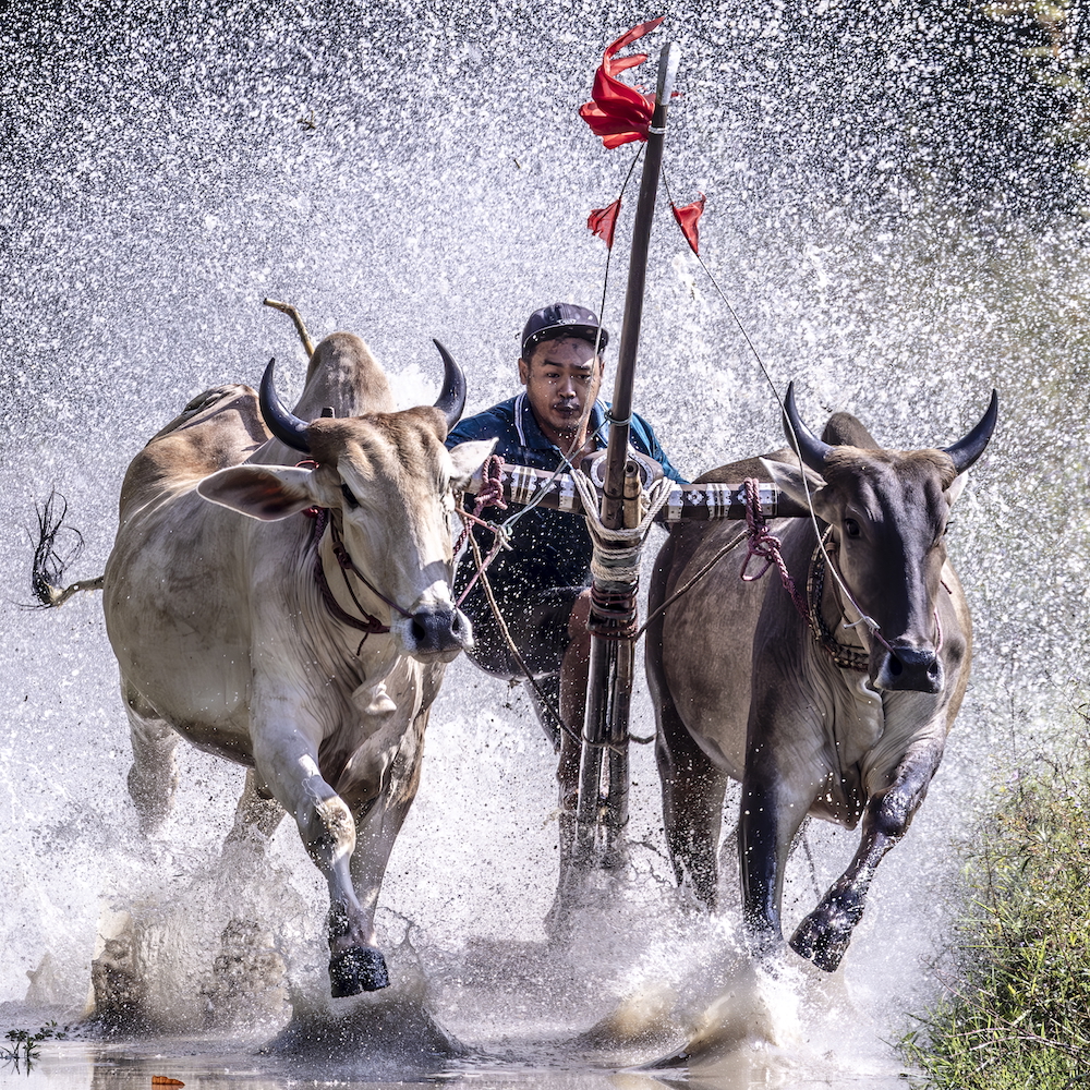 Bull Racing, Mekong Delta, Vietnam by Omar Shamma