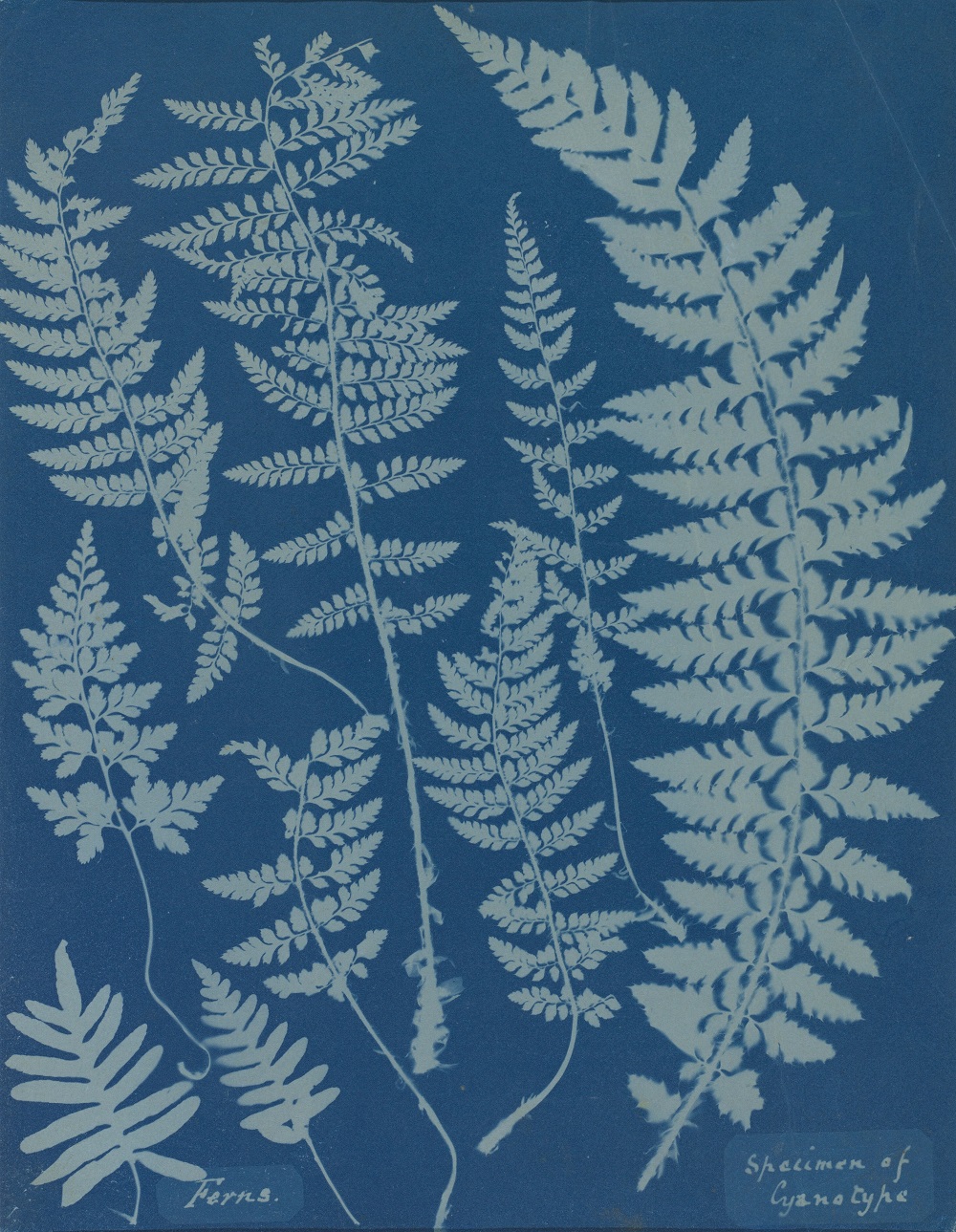 Ferns by Anna Atkins